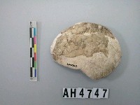 藏品(小型螺蓋製貝刮器)的圖片